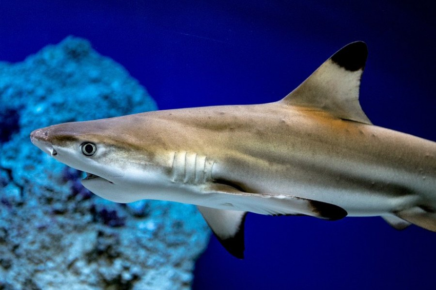 Благодаря метаболической активности мышц гренландская акула живёт 500 лет