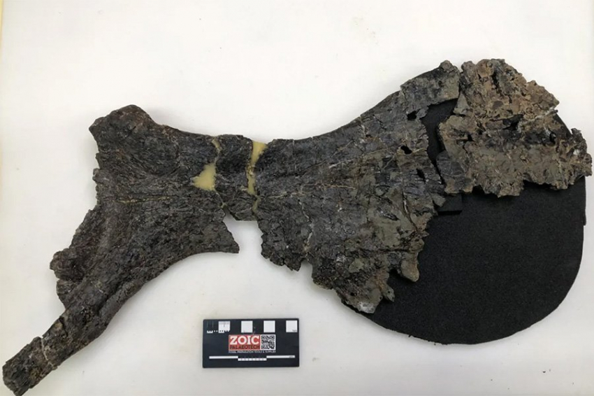 Самый полный динозавр, найденный в Великобритании, принадлежит к новому виду