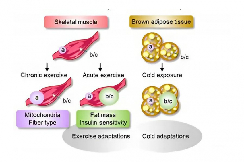 Люди с дефицитом PGC-1α медленнее теряют вес при тренировках