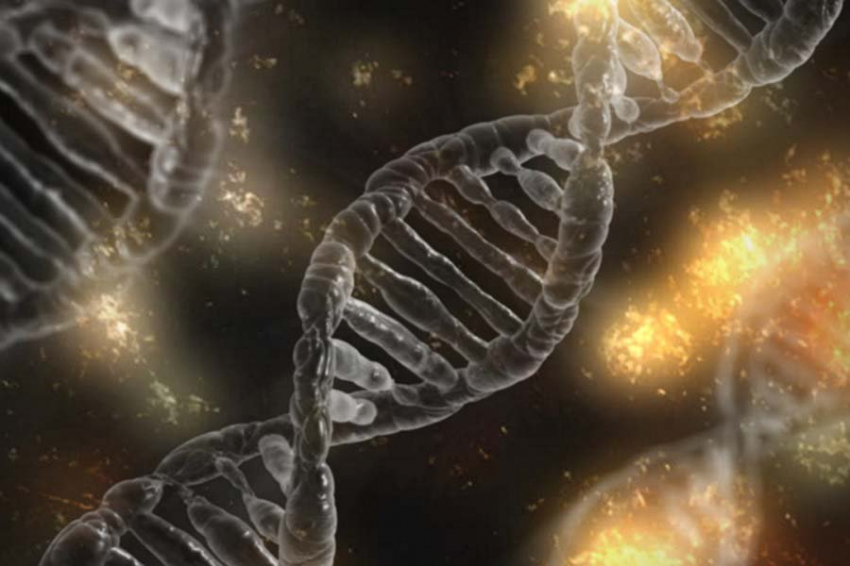 Самый древний секвенированный человеческий геном принадлежит денисовцу