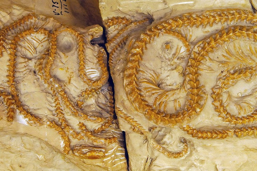 Новый вид ископаемых змей проливает свет на поведение и развитие рептилий