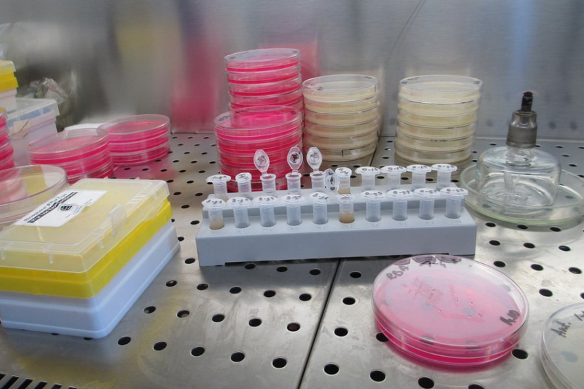 Биологи из США создали универсальную вакцину от гриппа на базе цитомегаловируса