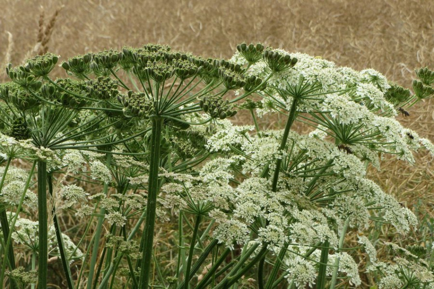 Польза или вред: использование борщевика в России