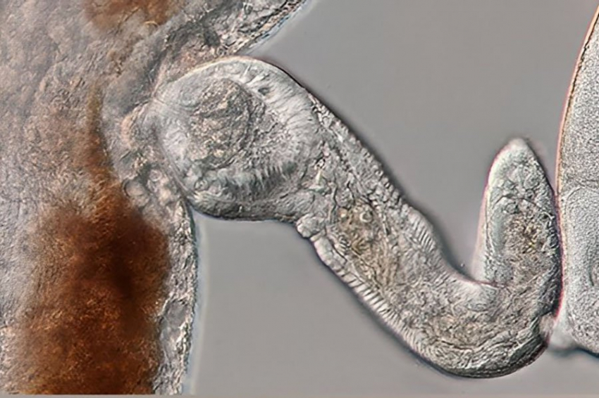 PNAS паразит, заражающий человека, создает колонии солдат для защиты