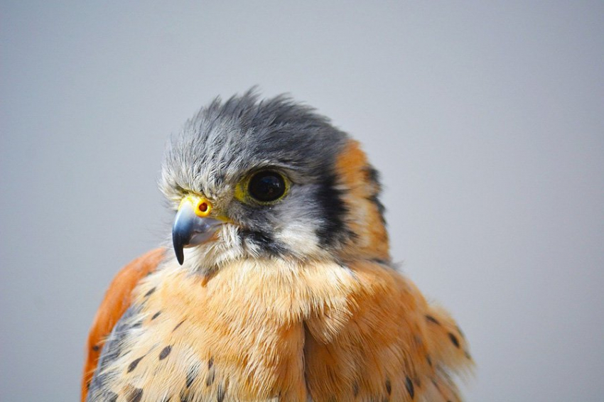 Предок всех современных птиц, вероятно, имел радужные перья