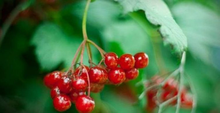 На Трофима Бессонника лень гони прочь: приметы и поверья на 5 августа 2024 года