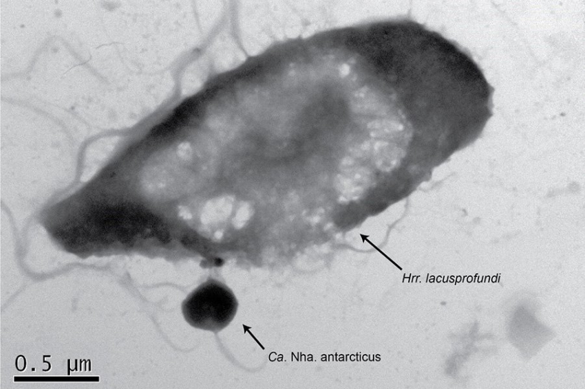 Nature: древние антарктические микроорганизмы — агрессивные хищники