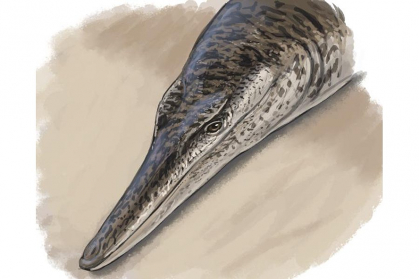 В Германии описали новый вид морского крокодила времен динозавров