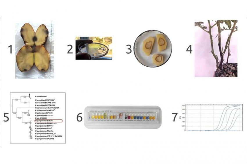 Новый вид бактерий, поражающих картофель, обнаружили российские ученые