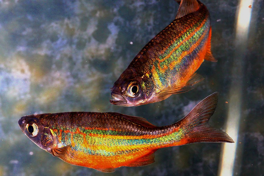 Рыбки данио используют неожиданную стратегию для восстановления спинного мозга