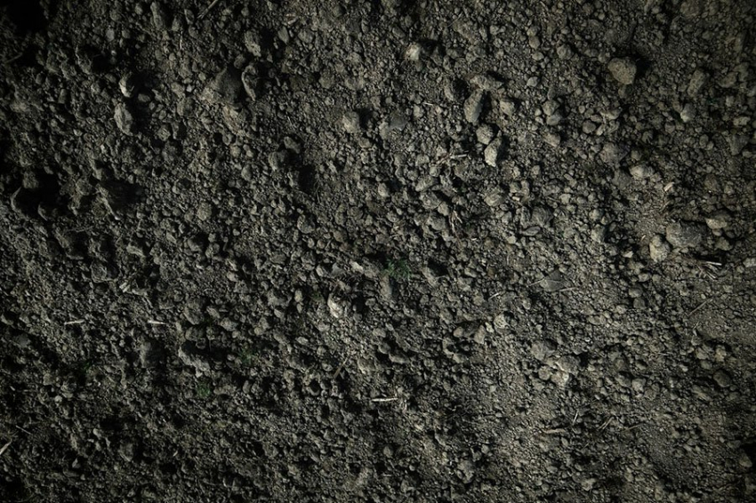 Journal of Applied Ecology: подземная акустика может улучшить здоровье почвы