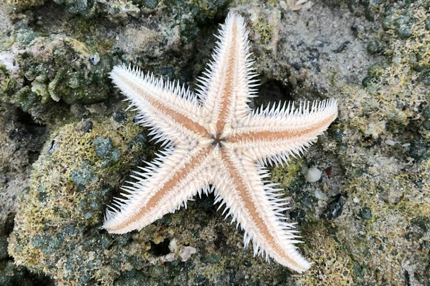 Ученые выяснили, как морские звезды становятся «безногими»