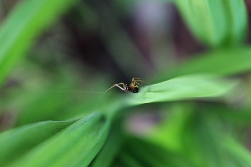 Древний ген обеспечивает паукам узкую талию