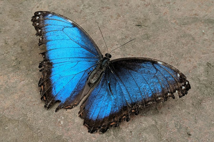 Геномная темная материя решает эволюционную загадку бабочек