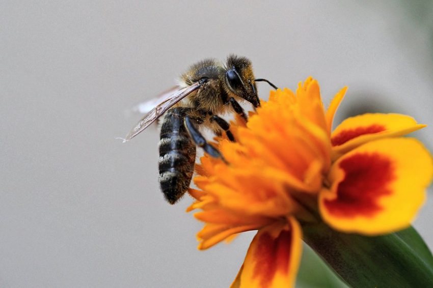 Термогенез растений играет ключевую роль в привлечении насекомых-опылителей 
