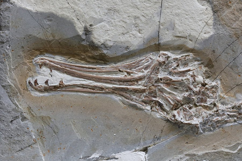 CB: несмотря на зубастый клюв, ископаемая птица питалась фруктами, а не рыбой