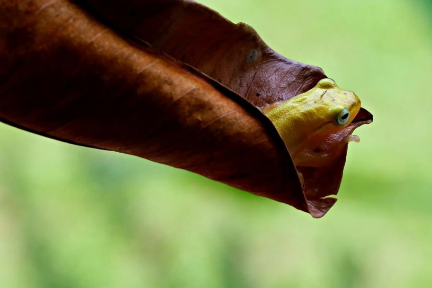 Генетики изучают тайны эволюции самых маленьких позвоночных животных на Земле