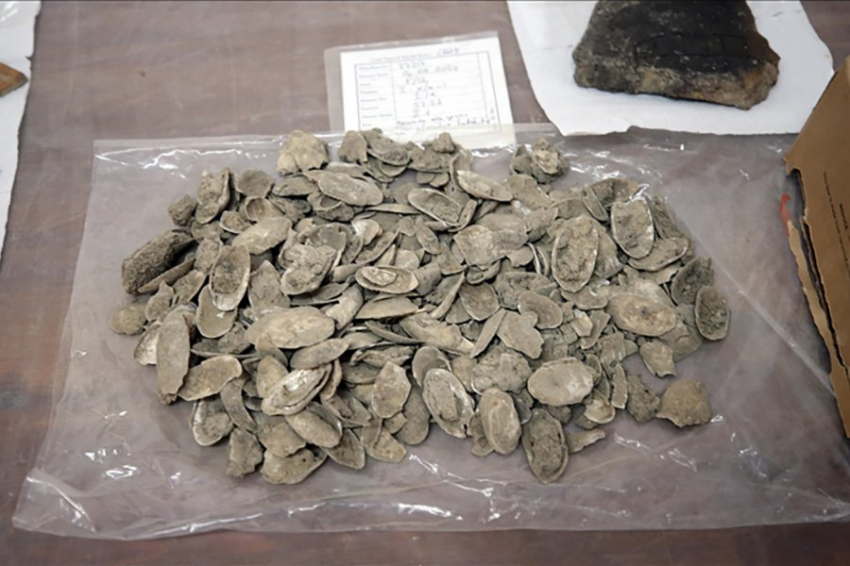 В Турции найдены закрытые раковины мидий возрастом 3500 лет