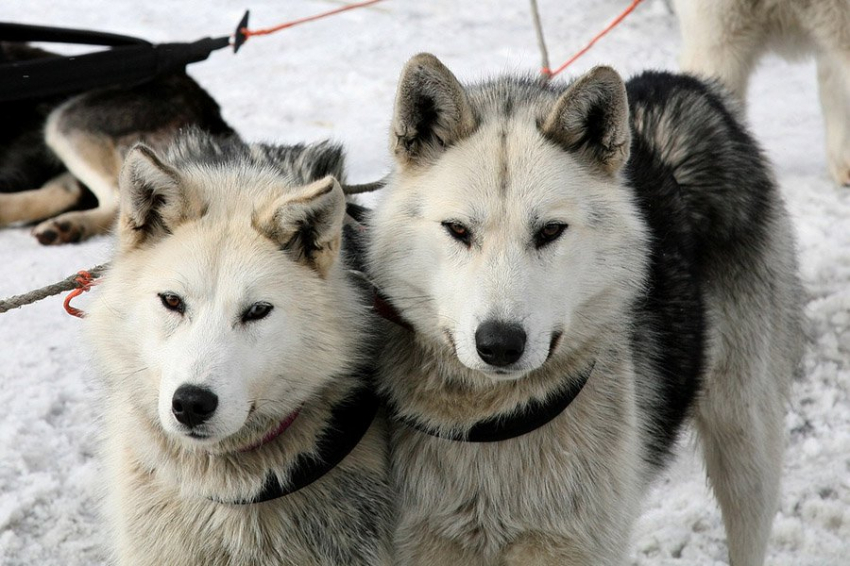 Геномика выявила сибирское происхождение ездовых собак