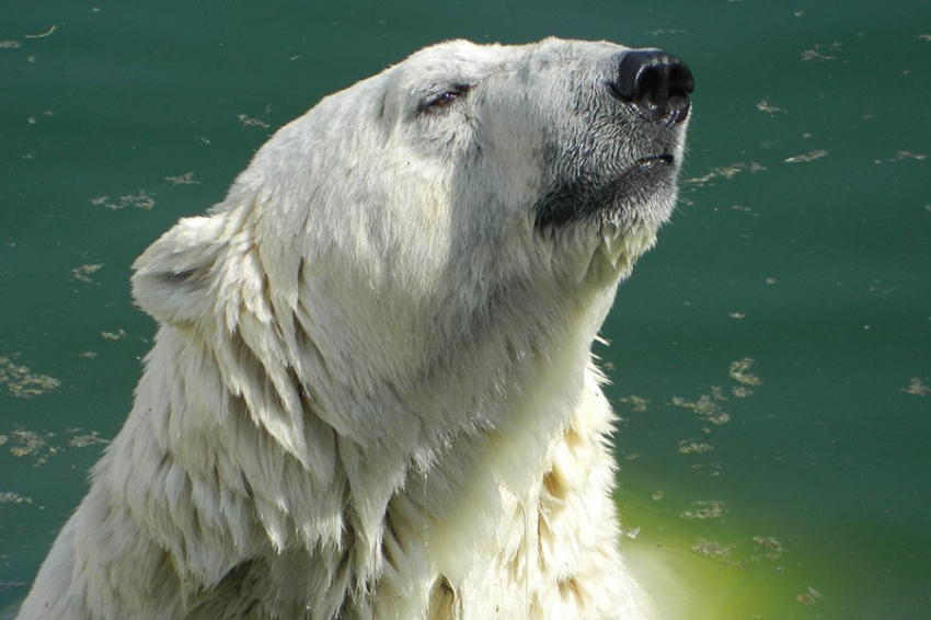 Белые медведи отделились от бурых медведей всего 70 000 лет назад