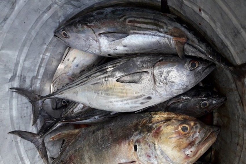 Китайские ученые получили растительную имитацию рыбы с помощью 3D-принтера