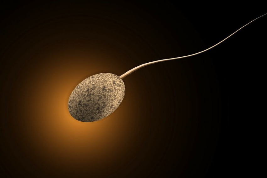 Учёные выяснили, как стресс влияет на репродуктивную систему