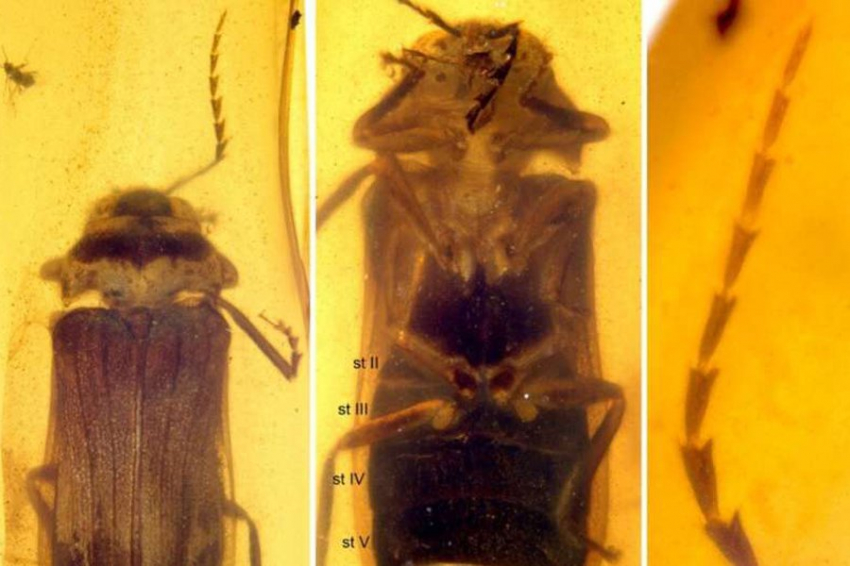 Светлячки мелового периода раскрывают раннюю эволюцию биолюминесценции насекомых