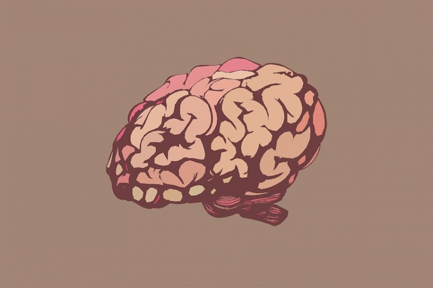 Nature: немецкие ученые нашли новый источник энергии для клеток мозга