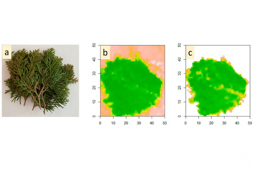«Сон» и «бодрствование» хвойных деревьев будут оценивать по цвету хвои