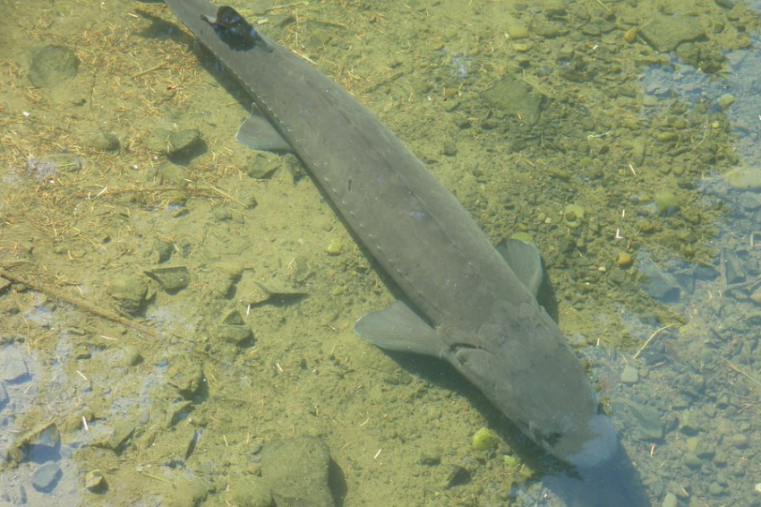 Ученые ГАУ Северного Зауралья создали суперкорм для осетровых рыб