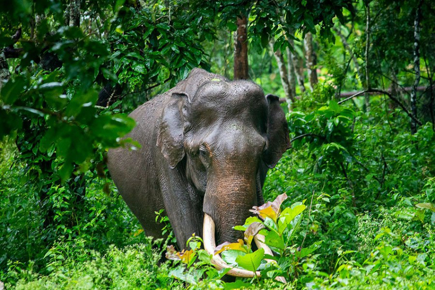 Ученые объяснили, как хобот стал «самым невероятным хватательным органом»