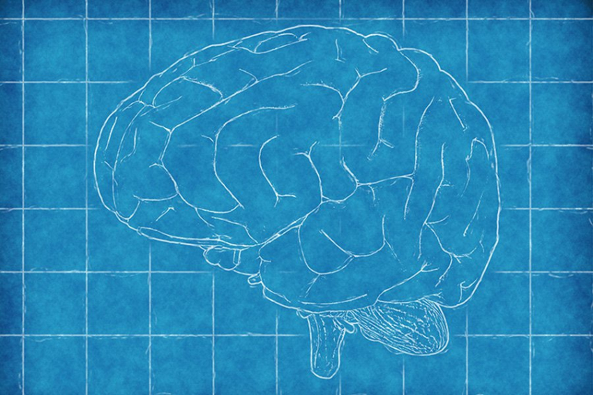 Ученые создали первую карту модификации ДНК в развивающемся человеческом мозге