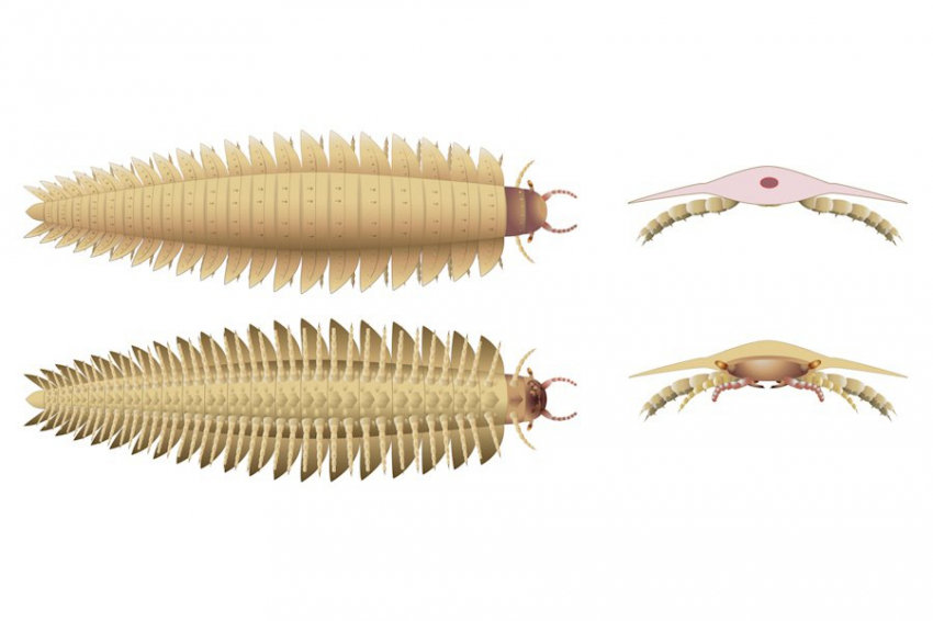 Учёные восстановили морду гигантской многоножки, жившей 346 миллионов лет назад