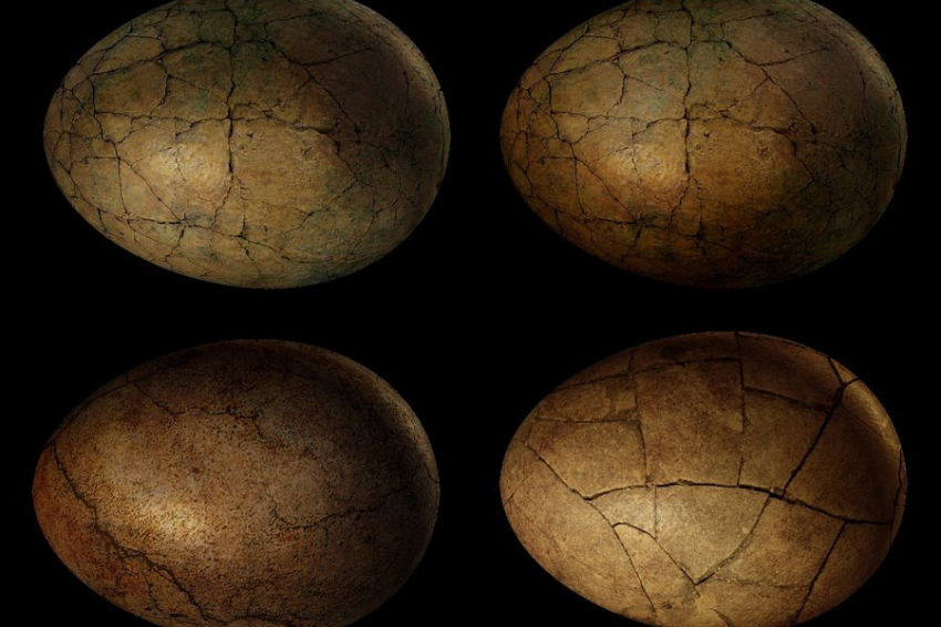 Миниатюрное чудо: в Китае найдены самые маленькие яйца динозавров