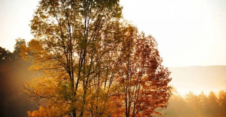 Какой сегодня праздник, 15 ноября 2024 года: День вторичной переработки и Всероссийский день призывника отмечают в России