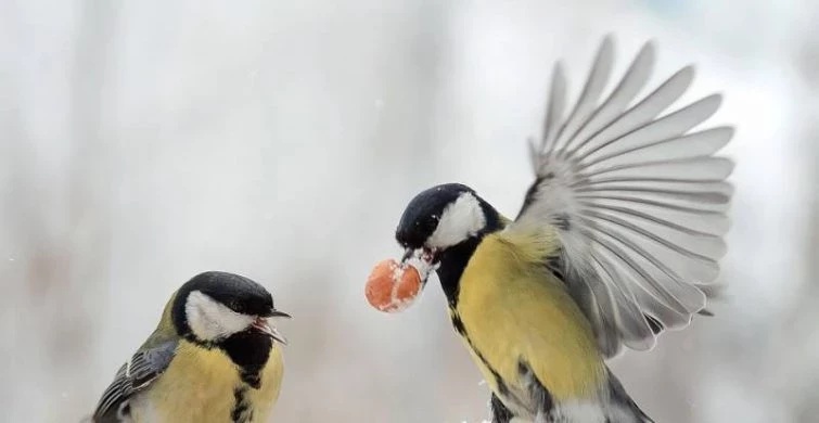 Татьянин день в 2025 году отмечают 25 января