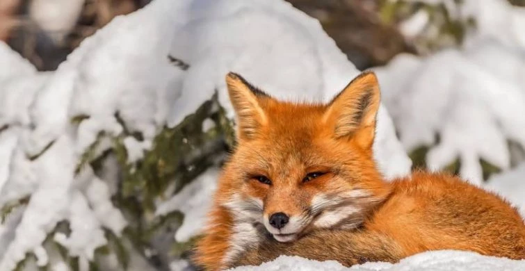 Какой сегодня праздник: 26 января отмечается несколько народных торжеств