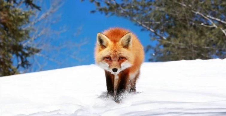 Поздравления с Днем Ангела принимают верующие мужчины под именем Петр 29 января 2025 года