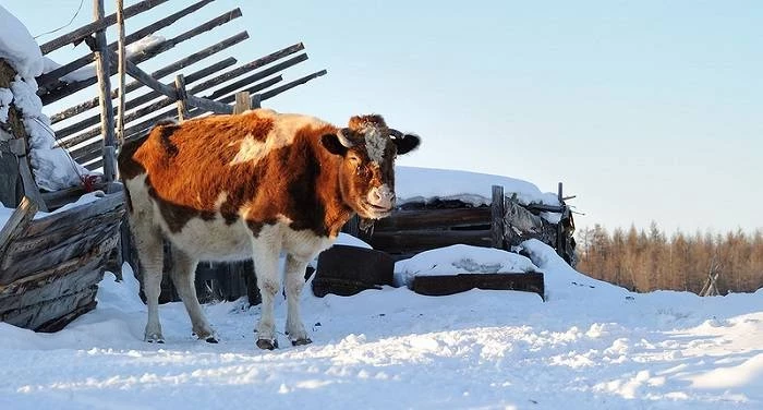 День Вуколы, Вукол телятник, Жуколы 19 февраля 2025 года